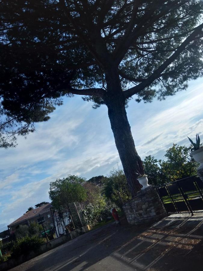 Un Nid Douillet En Bord De Plage !! Lucciana  Eksteriør bilde